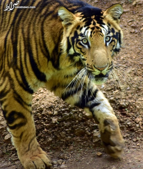 عکس / ببر‌های سیاه فوق العاده نادر