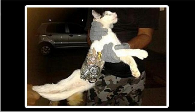 گربه بمب گذاری شده در عراق خنثی شد!+عکس