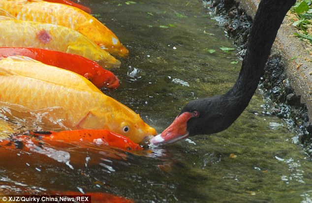 تصاویری زیبا از غذادادن قوها به ماهی‌ها