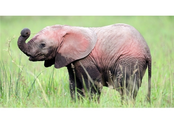 اولین فیل صورتی در جهان +تصاویر