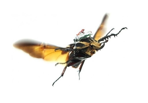 توسعه حشرات سایبورگ +تصاویر