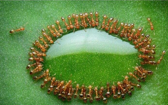 عکس/ سلفی مورچه ها با قطره عسل