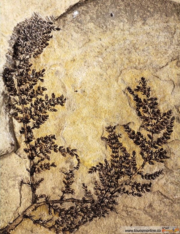 کشف قدیمی ترین گل دنیا! +عکس