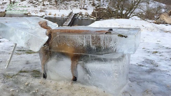 ماجرای روباهی که در دانوب یخ زد! +عکس