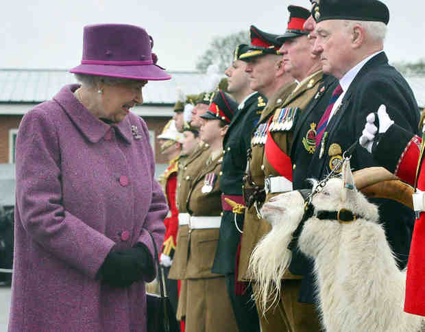 تصویر/ دیدار ملکه انگلیس با بز سلطنتی!