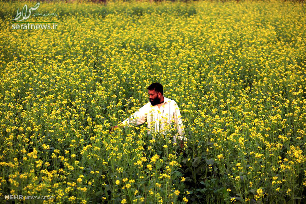 عکس/کشاورز پاکستانی در مزرعه گل