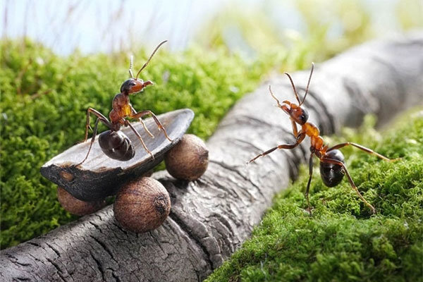 مورچه ای که قهوه می کارد+عکس