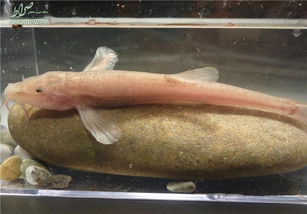 نخستین ماهی غارنشین اروپایی کشف شد
