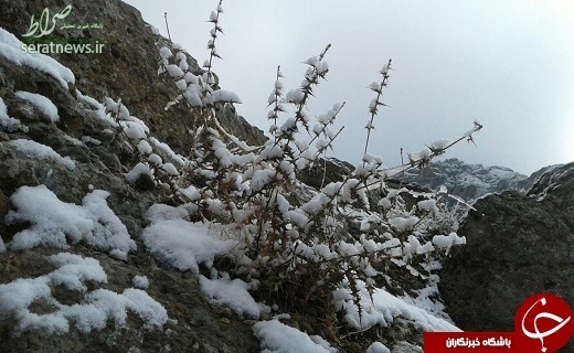 نمایی زیبا از اولین برف زمستانی در لرستان + تصاویر