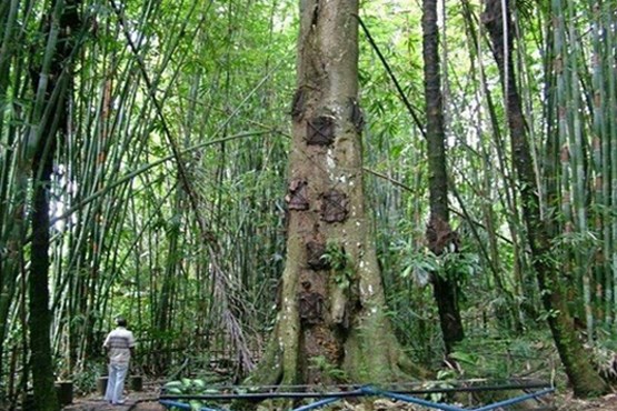 بلندترین درخت دنیا و نام عجیبش! + تصاویر