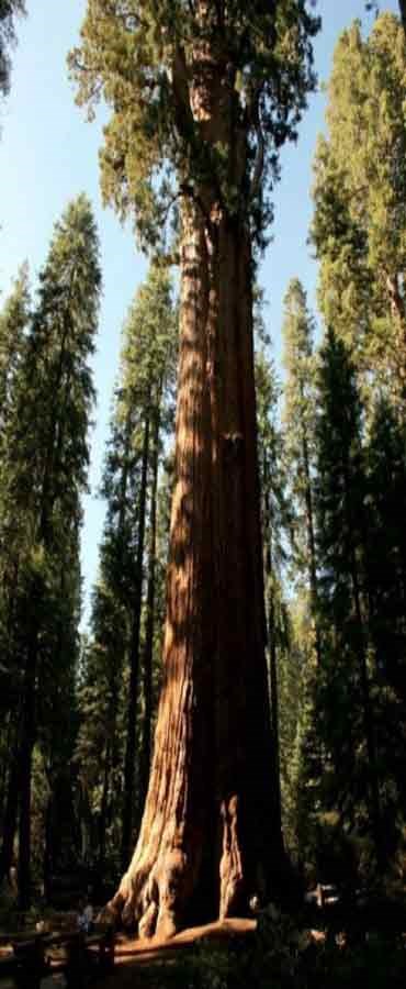 بلندترین درخت دنیا و نام عجیبش! + تصاویر