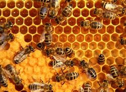 کشف اسرار مغز انسان با کمک زنبور عسل