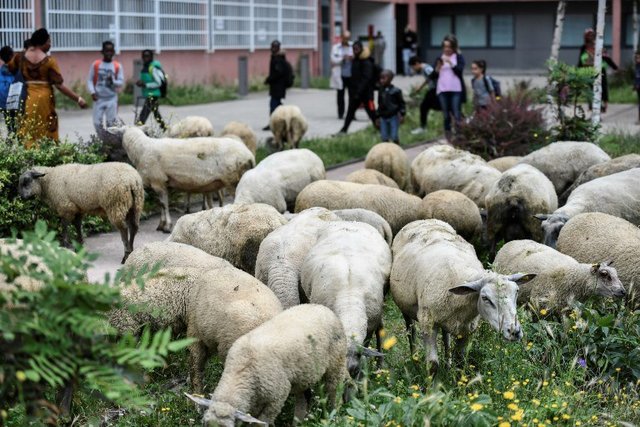 حومه پاریس در اشغال گوسفندان + عکس