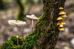 رد پای تغییرات اقلیمی در سمی شدن قارچ‌های خوراکی