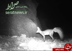 شناسایی شاه روباه در لامرد فارس +عکس