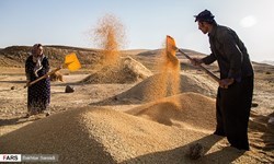 خرید تضمینی ۹.۵ میلیون تن گندم از کشاورزان