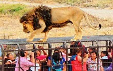 تصاویر/ باغ وحشی که انسان‌ها را در قفس می‌کند