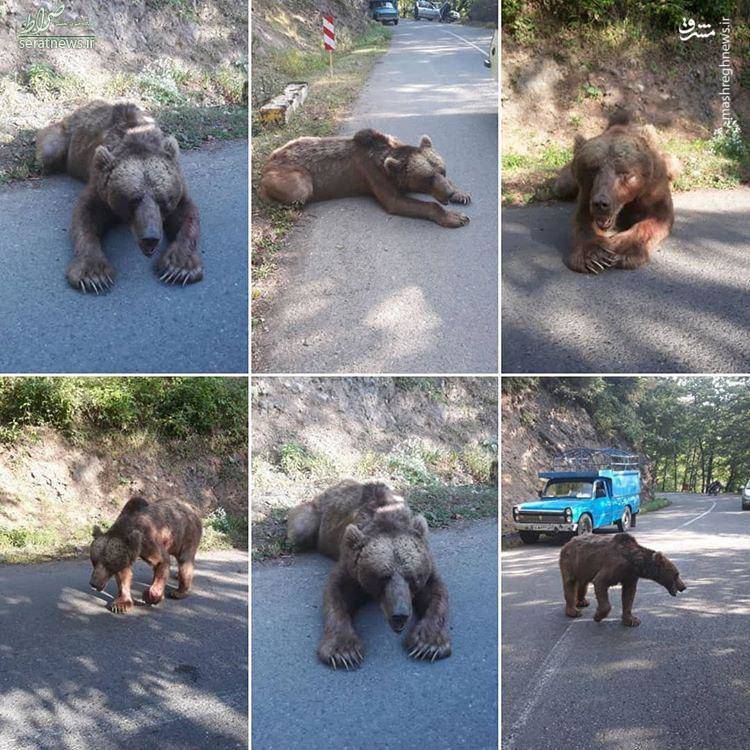 عکس/ حضور یک خرس وحشی در جاده خلخال!