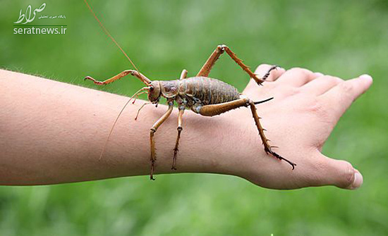 حشرات غول پیکری که از دیدن آنها وحشت میکنید +تصاویر