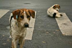 انتقاد از دخالت غیرتخصصی سلبریتی‌ها در ساماندهی حیوانات شهری