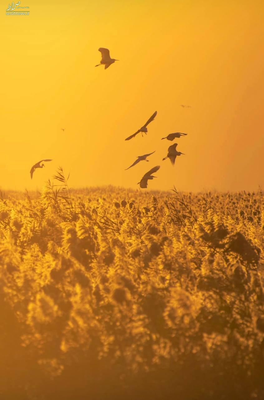 عکس/ پرواز لک‌لک‌ها در لحظه غروب آفتاب بر فراز هورالعظیم