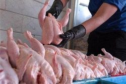 انجمن مرغداران: تهران صادرکننده مرغ به سایر استان‌ها نیست