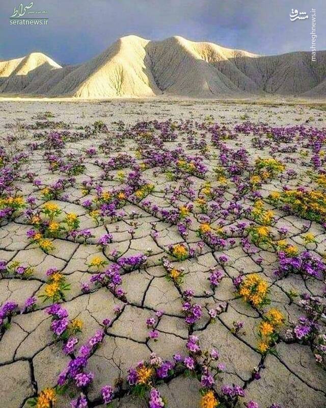 عکس/ صحرای پر گل شیلی