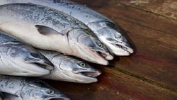 اختلاف ۴۰ درصدی قیمت ماهی از مزرعه تا بازار