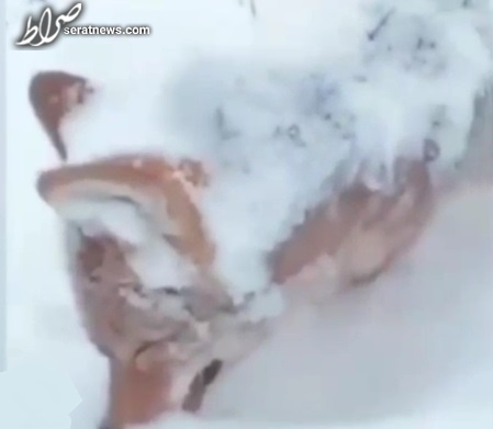 عکس / یخ بستن روباه بر اثر سرمای مریوان