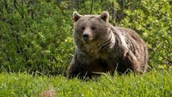 کشته شدن یک قلاده «خرس قهوه‌ای» در فیروزکوه
