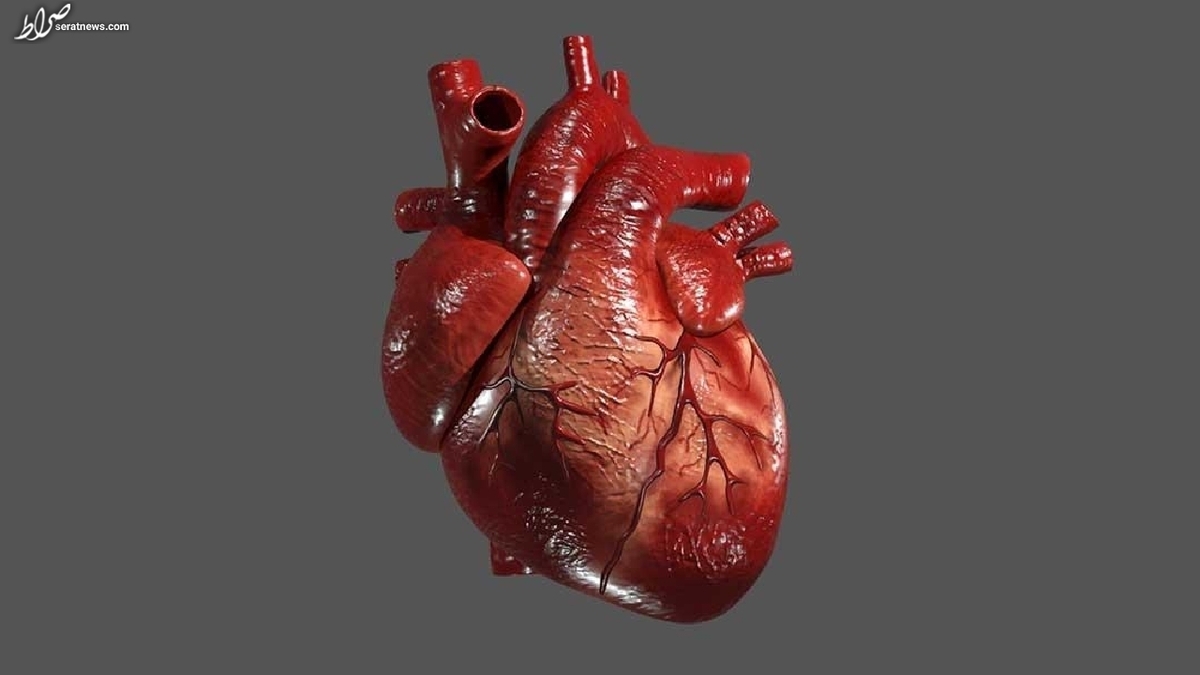قلب ۳ بعدی که مانند قلب واقعی کار می‌کند چاپ شد