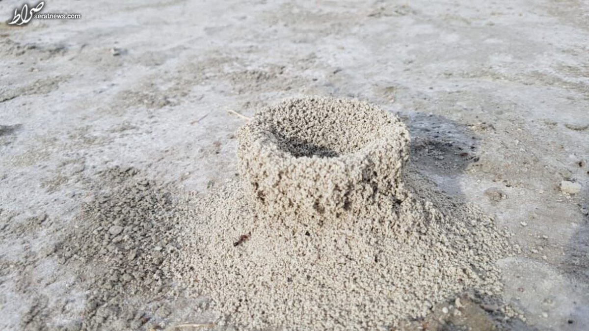 قلعه‌سازی کم‌نظیر مورچه‌ها در کف دریاچه بختگان + عکس