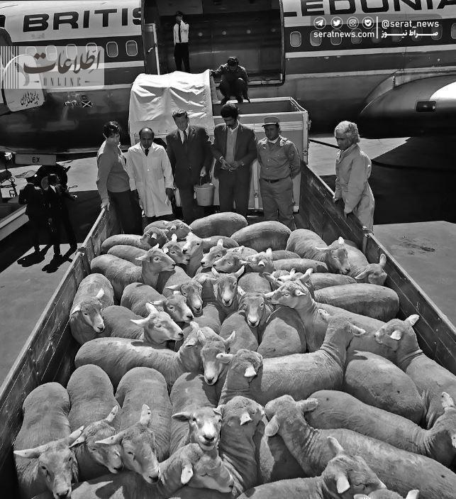 عکس /  واردات گوسفند از استرالیا در فرودگاه مهرآباد!