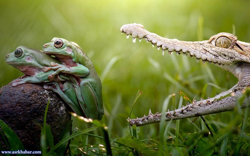 عکس/ لحظه قبل از مرگ دو نفره!