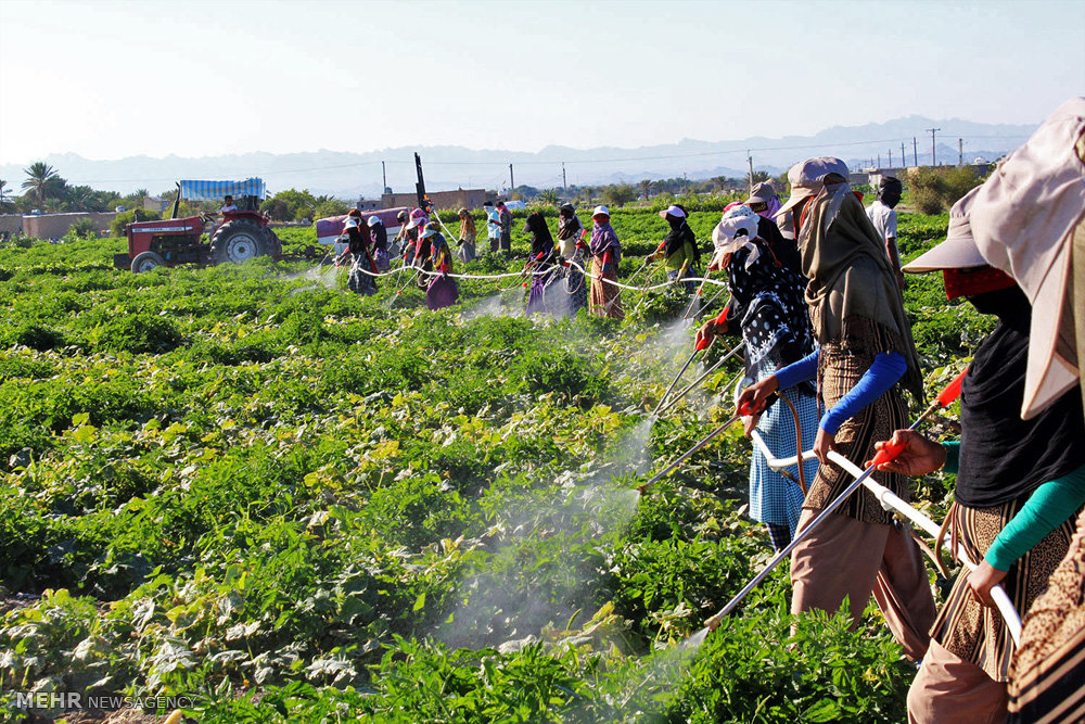 عکس/ سم پاشی مزارع کشاورزی