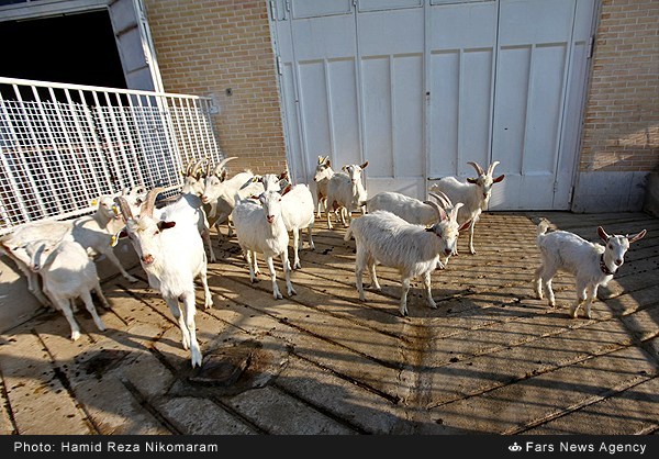 عکس/ یک گله بز شبیهسازی شده عکس/ یک گله بز شبیهسازی شده
