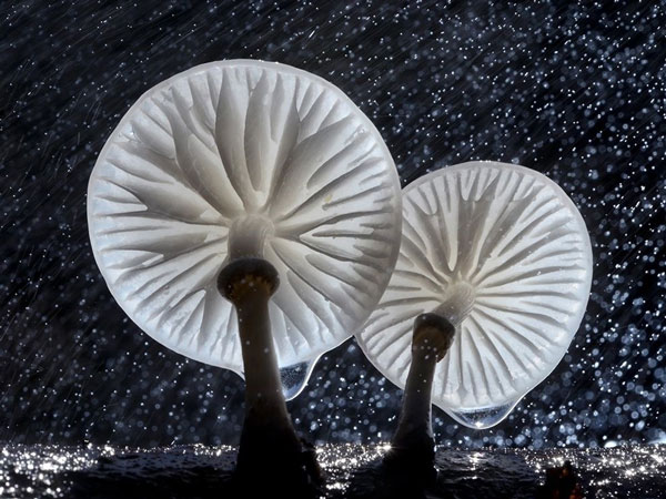 عکس/ زیباترین قارچ چتری جهان