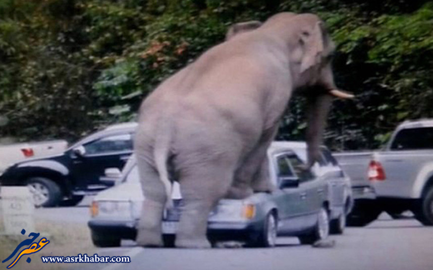 عکس/ ماشینی که زیر دست و پا له شد! عکس/ ماشینی که زیر دست و پا له شد!
