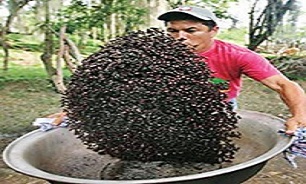 عکس/ سس مورچه در کلمبیا!