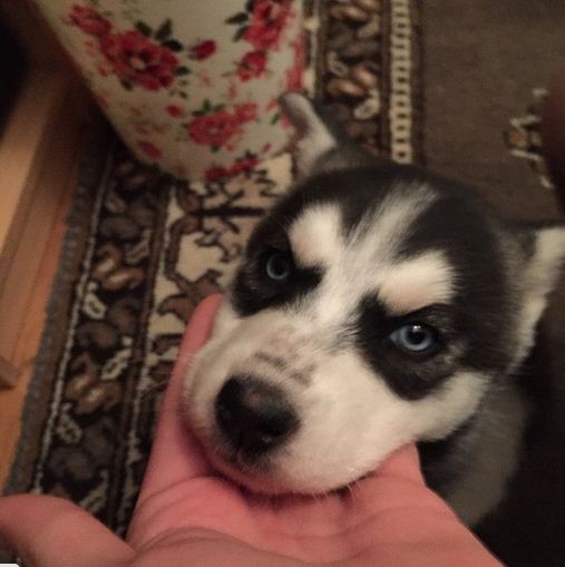 عکس/ اخم شلمان قلعه‌نویی!