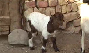 عکس/ تولد بزی با 3 پا در ساوه