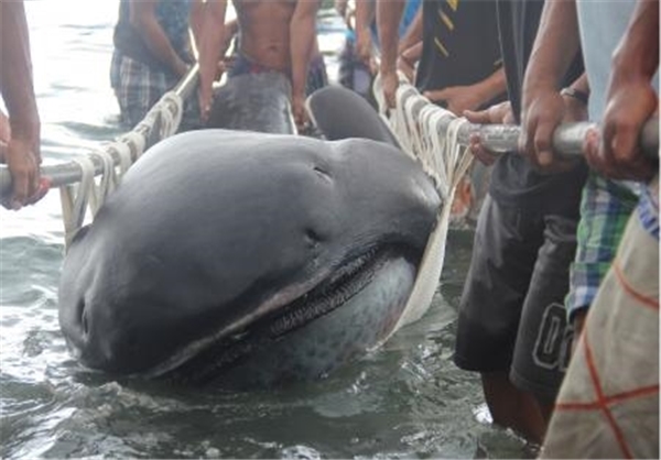 عکس/ کشف یک کوسه نادر در فیلیپین عکس/ کشف یک کوسه نادر در فیلیپین