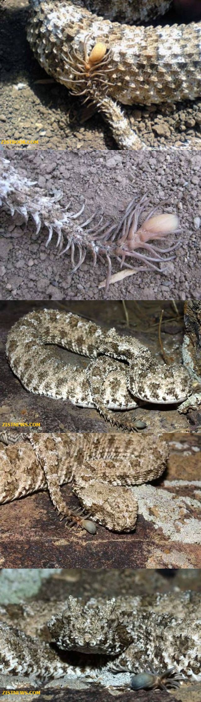 تصاویر/ تقابل جالب افعی و عنکبوت!