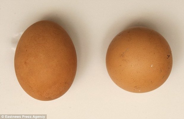 تخم‌مرغ 2.5 میلیون تومانی!/تصاویر