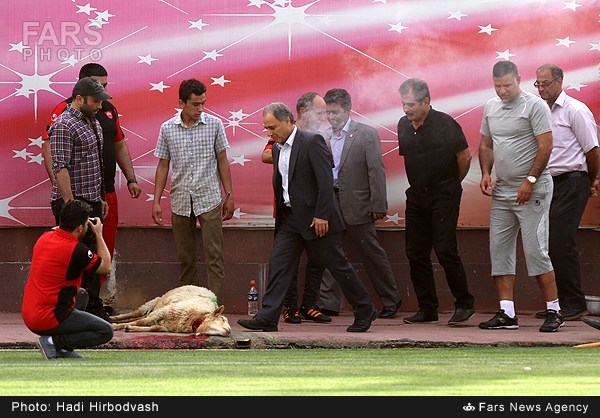 عکس/ قربانی‌ای در اولین تمرین پرسپولیس