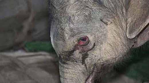 عکس/ اشکهای یک بچه فیل