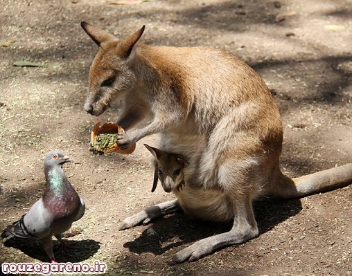 عکس/ تعارف جالب کانگورو به کبوتر!
