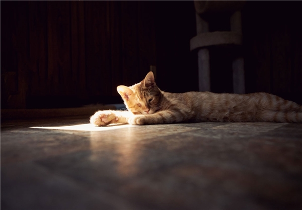 زندگی با بیش از 24 هزار گربه+تصاویر