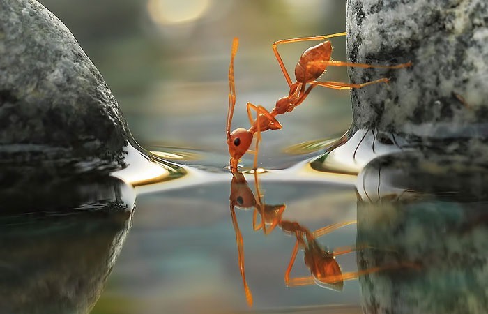 عکس/ آب خوردن قوی ترین حیوان