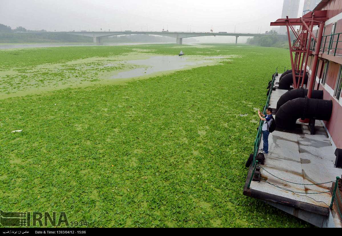عکس/ دریاچه خزه!